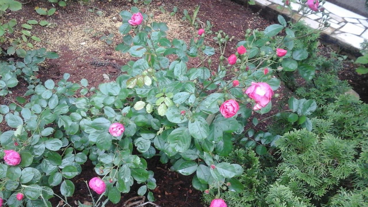 Laurus Malinska